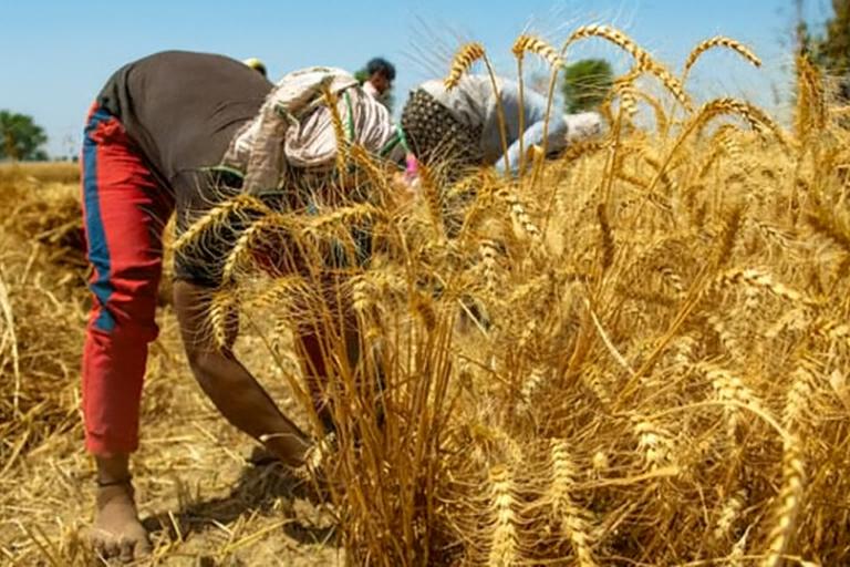 کسان کارڈ رہنمائی اور پنجاب حکومت کی نئی سہولیات