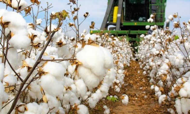 کپاس کی قیمت میں اضافہ، ٹیکسٹائل صنعت کو بحران