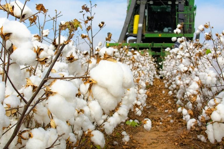 کپاس کی قیمت میں اضافہ، ٹیکسٹائل صنعت کو بحران